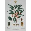 Cheapest 🎁 Maxwell and Williams Royal Botanic Garden Tea Towel - Flowering Gum 🛒