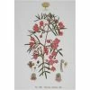 Cheap ✨ Maxwell and Williams Royal Botanic Garden Tea Towel - Boronia 🔔