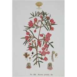 Cheap ✨ Maxwell and Williams Royal Botanic Garden Tea Towel - Boronia 🔔