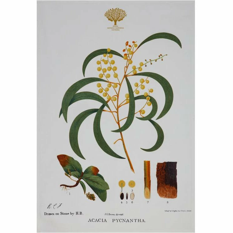 Best reviews of 👏 Maxwell and Williams Royal Botanic Garden Tea Towel - Wattle 🥰 1 Best reviews of 👏 Maxwell and Williams Royal Botanic Garden Tea Towel - Wattle 🥰