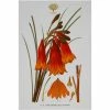 Outlet ⌛ Maxwell and Williams Royal Botanic Garden Tea Towel - 🎄 Christmas Bells 🧨