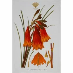 Outlet ⌛ Maxwell and Williams Royal Botanic Garden Tea Towel - 🎄 Christmas Bells 🧨